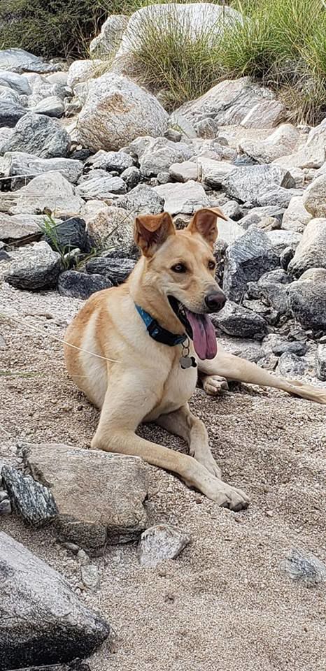 Readers pet photos